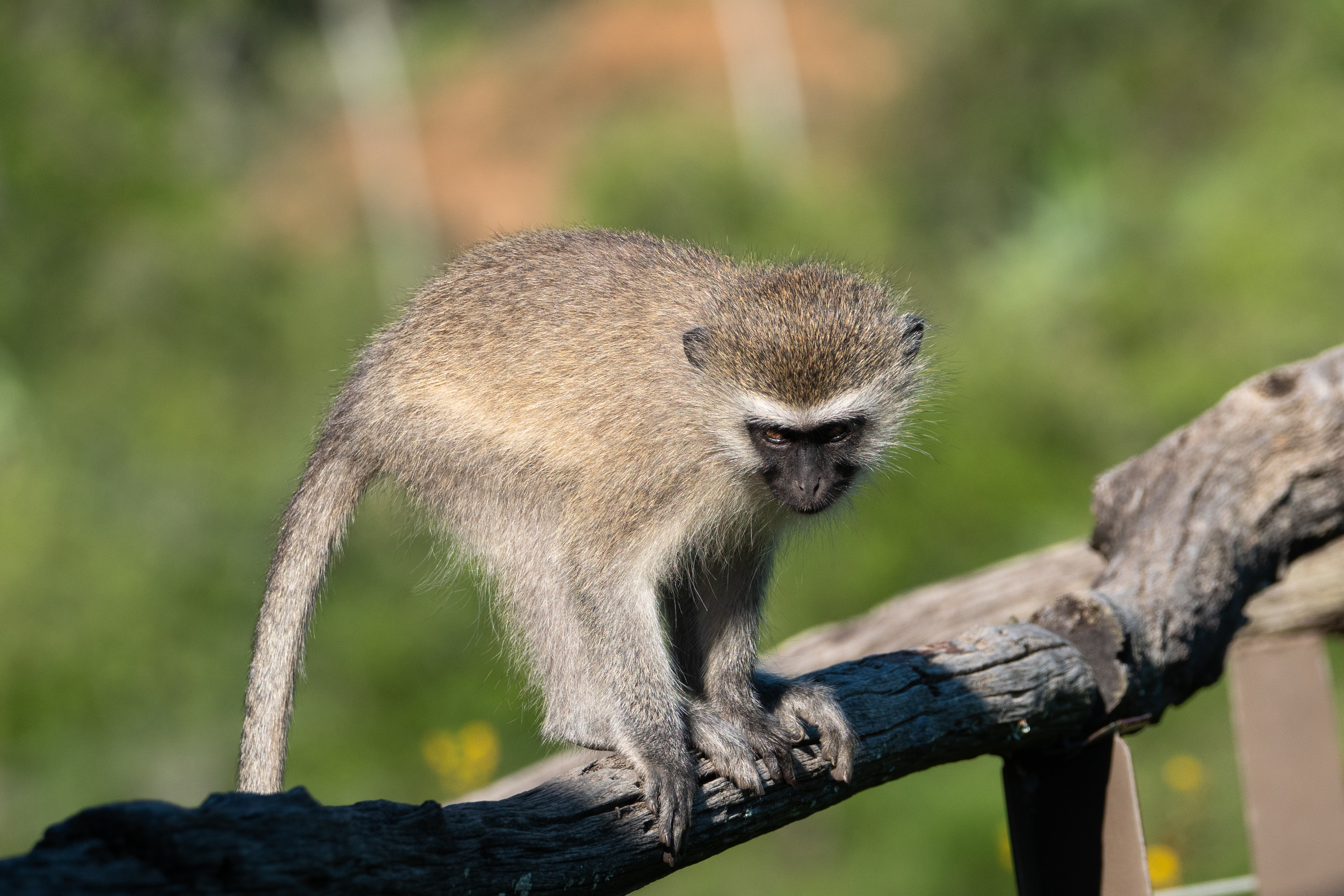Meerkatze